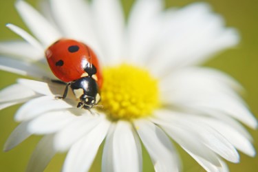 Photography titled "ladybug on a daisy" by Klaus Vartzbed, Original Artwork