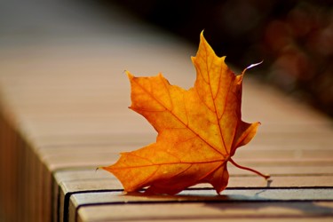 Fotografia intitulada "autumn leaf" por Klaus Vartzbed, Obras de arte originais