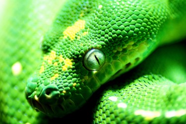 Photography titled "green Snake" by Klaus Vartzbed, Original Artwork