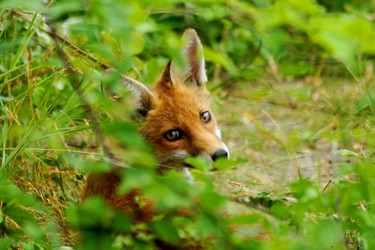 Photographie intitulée "hidden fox" par Klaus Vartzbed, Œuvre d'art originale