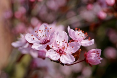 Fotografía titulada "Cherry Blossom" por Klaus Vartzbed, Obra de arte original