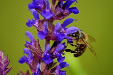 Photographie intitulée "bee collecting nect…" par Klaus Vartzbed, Œuvre d'art originale
