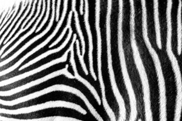 Fotografie mit dem Titel "Zebra pattern photo…" von Klaus Vartzbed, Original-Kunstwerk