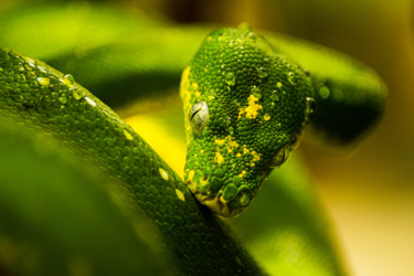 Φωτογραφία με τίτλο "green snake with dr…" από Klaus Vartzbed, Αυθεντικά έργα τέχνης, Ψηφιακή φωτογραφία