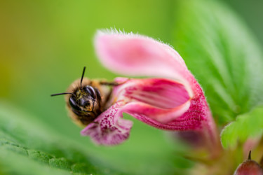 Photographie intitulée "Bee hour and flower…" par Klaus Vartzbed, Œuvre d'art originale, Photographie numérique