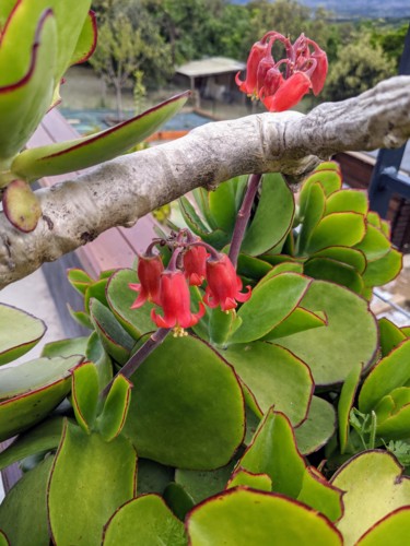 Fotografia intitulada "Cactus en fleur" por Claire Ferrari (klrferr), Obras de arte originais, Fotografia digital