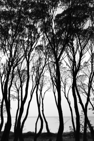 Photography titled "Dancing Trees #1" by Dmitriy Kochergin, Original Artwork, Digital Photography