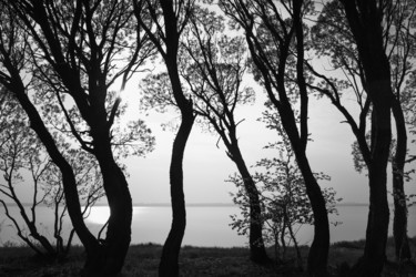 Fotografie mit dem Titel "Dancing Trees #2" von Dmitriy Kochergin, Original-Kunstwerk, Digitale Fotografie
