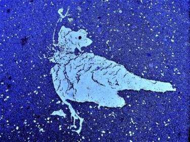 Photography titled "BLUE BIRD" by Kogan, Original Artwork