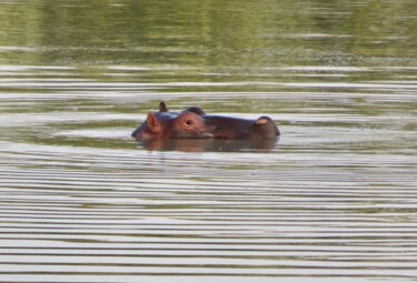 Photographie intitulée "Hippopotame cool !" par Koki, Œuvre d'art originale