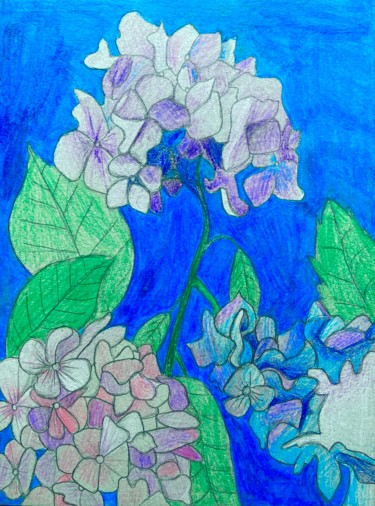 Drawing titled "L’Hortensia en Fleur" by Evangelina, Original Artwork, Pencil
