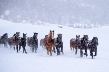 Winter gallop Photographie intitulée "Winter gallop" par Marek Kopnicky, Œuvre d'art originale, Photographie argentique