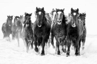 Fotografia intitolato "Winter gallop No.3" da Marek Kopnicky, Opera d'arte originale, Fotografia digitale