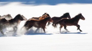Photography titled "Winter gallop No.4" by Marek Kopnicky, Original Artwork, Digital Photography