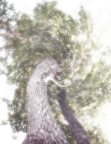 Digital Arts titled "Twisted Tree" by Jonathan Cole, Original Artwork