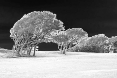 Digital Arts titled "Bent Trees" by Jonathan Cole, Original Artwork