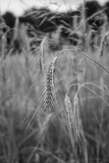 Fotografie mit dem Titel "Nature" von Wouter Kouwenberg, Original-Kunstwerk