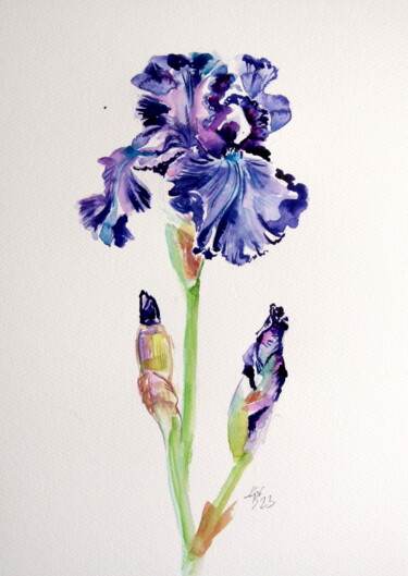 Painting titled "Iris" by Anna Brigitta Kovacs (KAB), Original Artwork, Watercolor