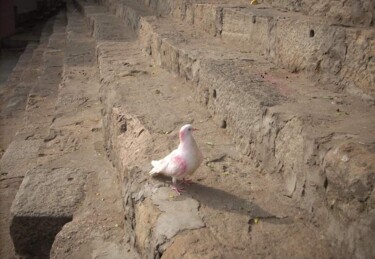 Photography titled "Pink pigeon" by Krishna Art Gallery, Original Artwork, Analog photography