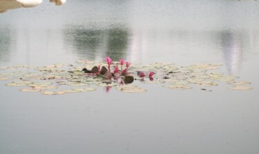 「Blooming lotus flow…」というタイトルの写真撮影 Krishna Art Galleryによって, オリジナルのアートワーク, アナログ写真