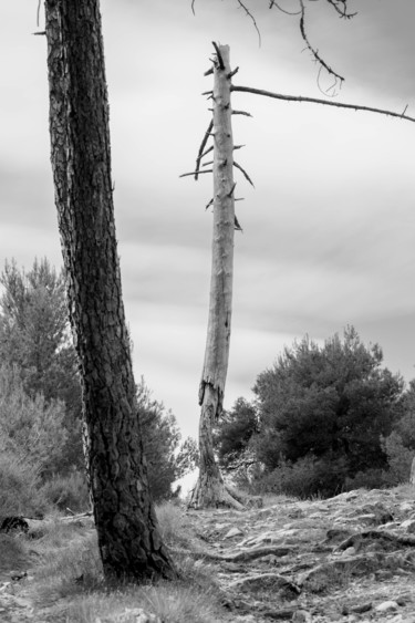 Photographie intitulée "Arbre mort" par Christophe Roussel, Œuvre d'art originale, Photographie numérique