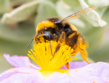 Photographie intitulée "Bain de pollen" par Christophe Roussel, Œuvre d'art originale, Photographie numérique