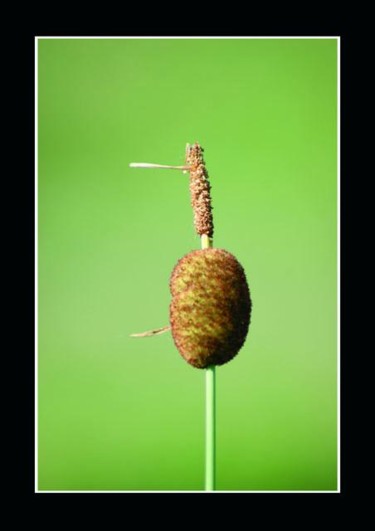 Photographie intitulée "Quenouille" par Kristel Genet, Œuvre d'art originale