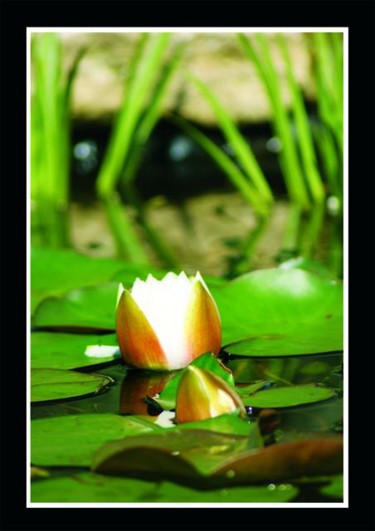 Photographie intitulée "Lotus" par Kristel Genet, Œuvre d'art originale