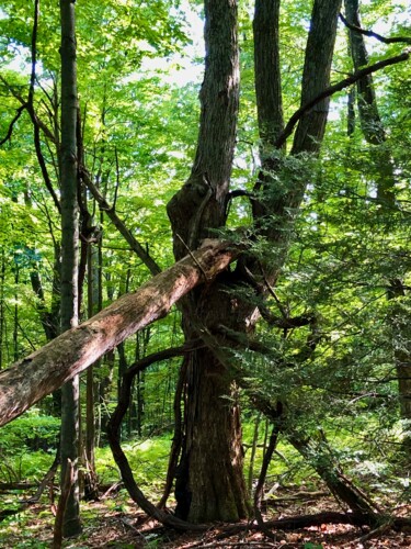 Fotografia zatytułowany „Leaning” autorstwa Kristen Olotka, Oryginalna praca, Fotografia cyfrowa