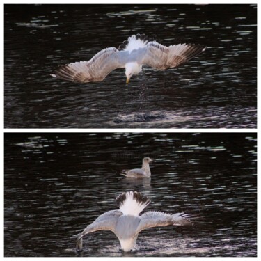 Fotografie getiteld "Seagull Diving on R…" door Kristen Olotka, Origineel Kunstwerk, Digitale fotografie