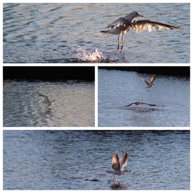 Photography titled "Bird Landing on Pro…" by Kristen Olotka, Original Artwork, Digital Photography