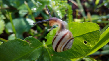 Fotografía titulada "Snail on leaf" por Kristian Serbak, Obra de arte original