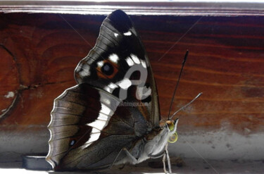 Photography titled "Butterfly on window" by Kristian Serbak, Original Artwork, Digital Photography