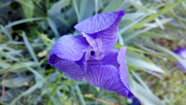 Photography titled "Closed Iris Flower" by Kristian Serbak, Original Artwork, Digital Photography