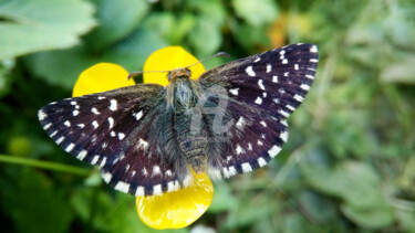 Photography titled "Black Butterfly" by Kristian Serbak, Original Artwork, Digital Photography