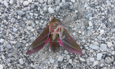 Photography titled "Big Pink Butterfly" by Kristian Serbak, Original Artwork, Digital Photography