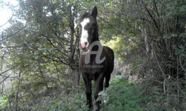 Photography titled "God´s Horse" by Kristian Serbak, Original Artwork, Digital Photography