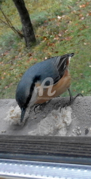 Photographie intitulée "Blue bird" par Kristian Serbak, Œuvre d'art originale, Photographie numérique