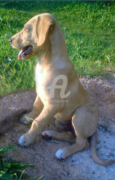 Fotografia zatytułowany „Chavez small dog” autorstwa Kristian Serbak, Oryginalna praca, Fotografia cyfrowa