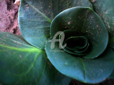 Photography titled "Green Mangel" by Kristian Serbak, Original Artwork, Digital Photography