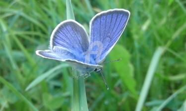 Фотография под названием "Blue Angel Butterly" - Kristian Serbak, Подлинное произведение искусства