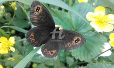 Photographie intitulée "Dark Butterfly" par Kristian Serbak, Œuvre d'art originale, Photographie numérique