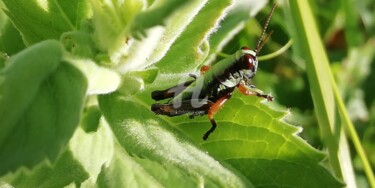 Photographie intitulée "Grasshopper in Nove…" par Kristian Serbak, Œuvre d'art originale, Photographie numérique