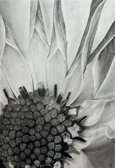 Zeichnungen mit dem Titel "Sonnenblume" von Krisztina Varga, Original-Kunstwerk, Graphit