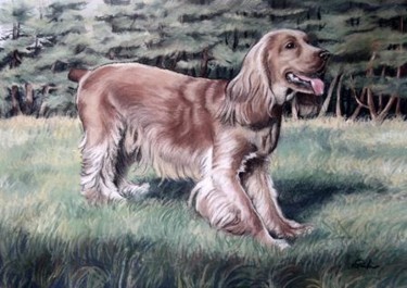 Drawing titled "cocker" by Kromka, Original Artwork