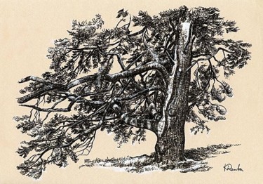 Drawing titled "vieil arbre" by Kromka, Original Artwork