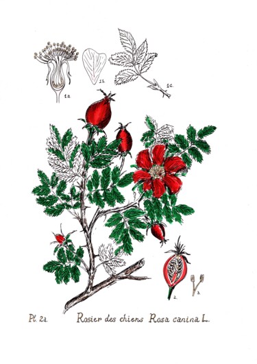 Dessin intitulée "Botanical illustrat…" par Krughoff, Œuvre d'art originale, Encre