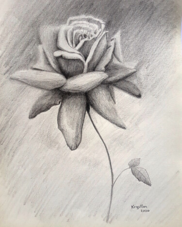 Drawing titled "Rose" by Krystian, Original Artwork, Pencil