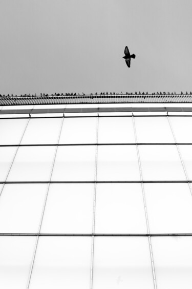 Fotografia intitulada "Bird 1" por Krzysztof Jagodziński, Obras de arte originais, Fotografia digital