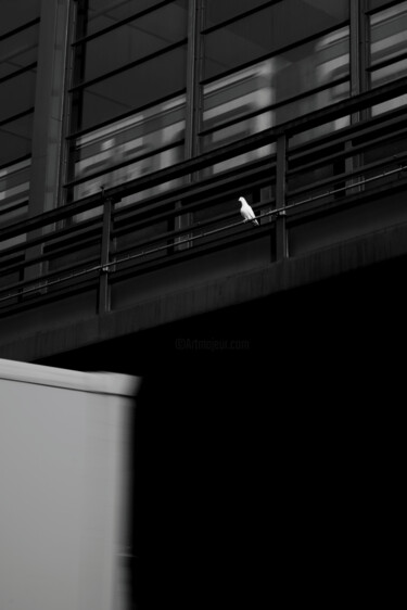 Fotografia zatytułowany „Bird 2” autorstwa Krzysztof Jagodziński, Oryginalna praca, Fotografia cyfrowa